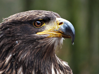gray eagle close up photo thumbnail