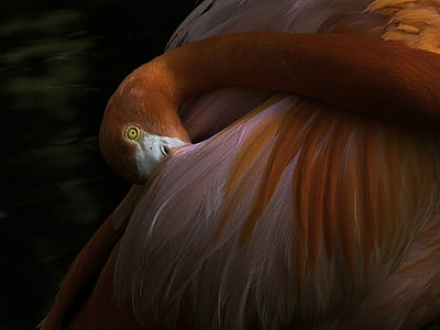 selective focus photography of red and pink bird thumbnail