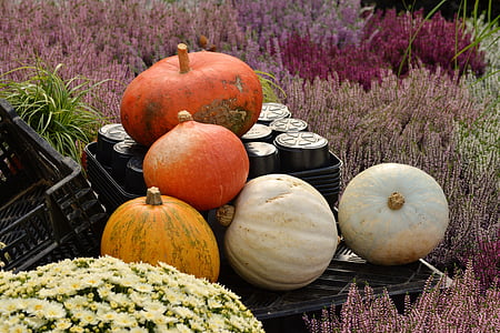 five squashes on plastic crate thumbnail