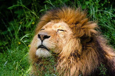 Lion thumbnail