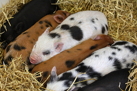 herd of pigds thumbnail