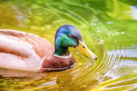 brown and green duck thumbnail
