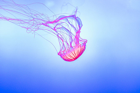 pink jellyfish digital wallpaper thumbnail