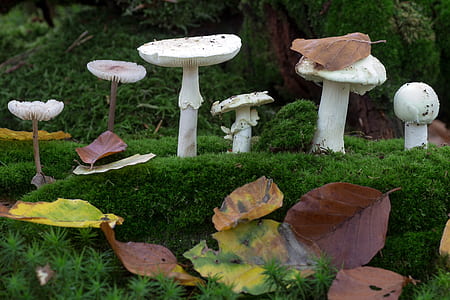 closeup photography of white mushrooms thumbnail