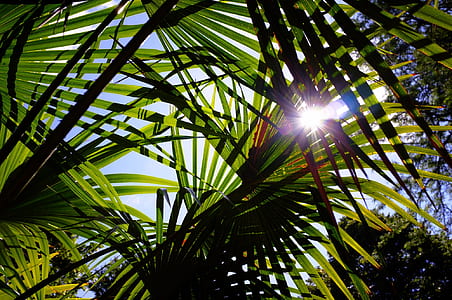 sun rays through the palm trees thumbnail