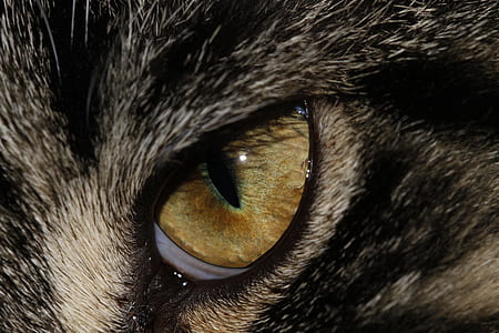 brown and black cat eye thumbnail