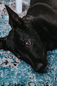 Black dog on a light blue carpet thumbnail