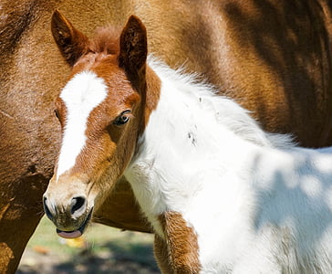 focused photography of white and brown horse pony thumbnail