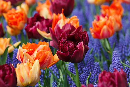 red and orange petaled flowers thumbnail