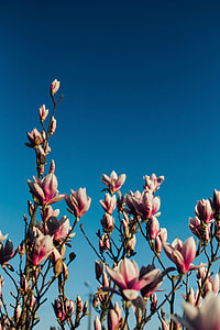 Pink spring flowers thumbnail