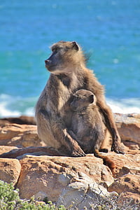 monkey sitting beside infant with blue body of water in the horizon during daytime thumbnail