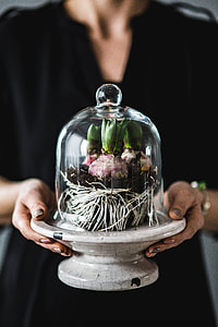 Close-ups of green potted plants thumbnail