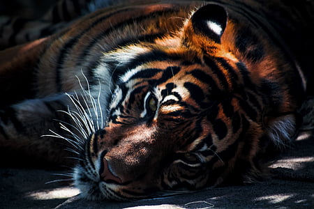 close-up photography of lying tiger thumbnail