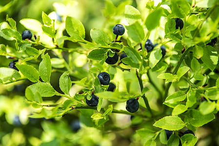 blueberry fruit thumbnail
