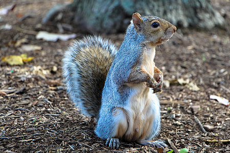 gray and brown squirrel thumbnail