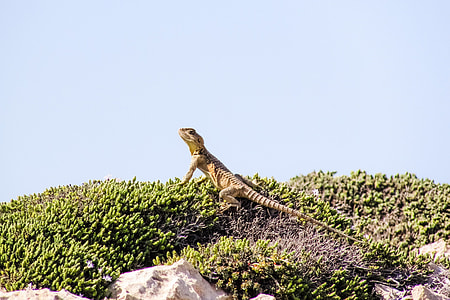 Stellagama Stellio Cypriaca, Lizard thumbnail