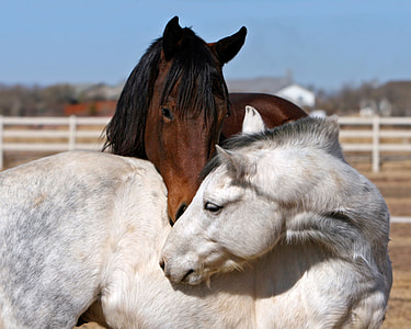 two white and brown horse stands near white wooden railings at daytime thumbnail