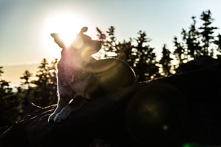 silhouette of puppy during sunset thumbnail