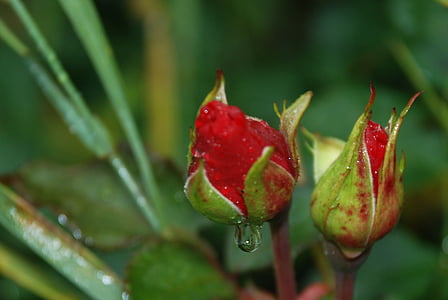 red rose flower buds thumbnail