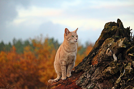 orange tabby cat standing on tree trunk thumbnail