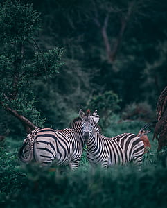 two zebra's thumbnail