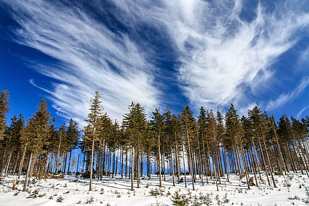 Windy Clouds over the trees thumbnail