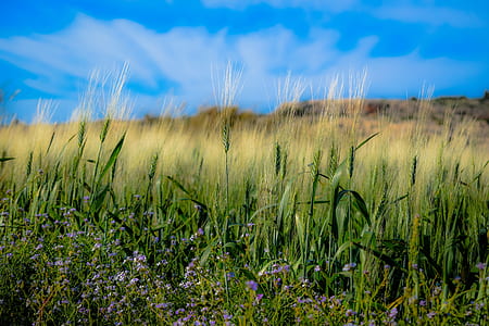 green grass field thumbnail