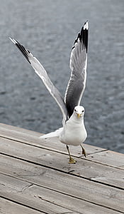 close-up photography of California gull thumbnail