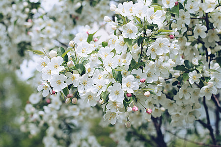 white apple blossoms closeup photography at daytime thumbnail
