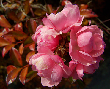 Rose Bush, Pink Flower thumbnail