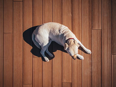 adult yellow Labrador retriever lying on brown surface thumbnail
