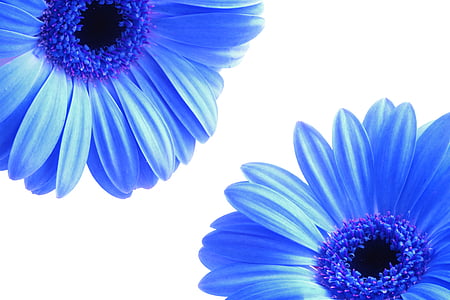 two blue flowers thumbnail