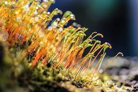 selective focus photography of green leafed sprouts thumbnail