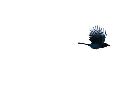 blue and black bird on white background thumbnail