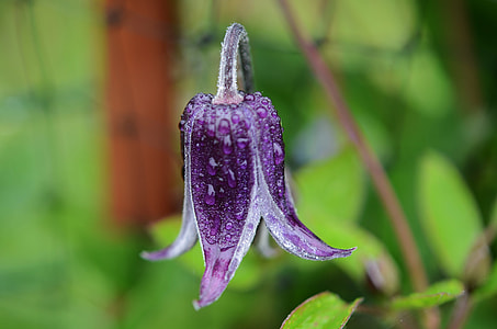 selective focus photography of purple fawnlily flower thumbnail