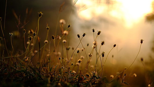 white dandelion field during golden hour thumbnail
