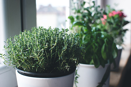 Fresh thyme in a window thumbnail