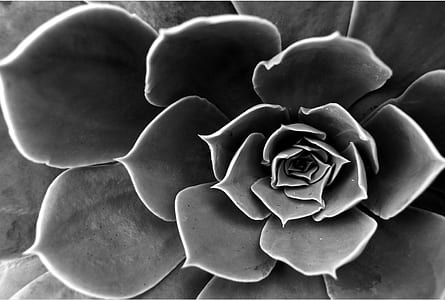 grayscale photography of succulent thumbnail