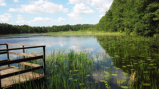 green lilies on body of water during daytime thumbnail