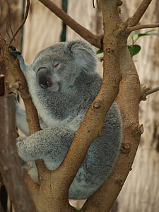 gray koala on tree sleeping thumbnail