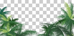 Arecaceae Leaf Areca palm, Green palm leaves, green palm tree PNG clipart