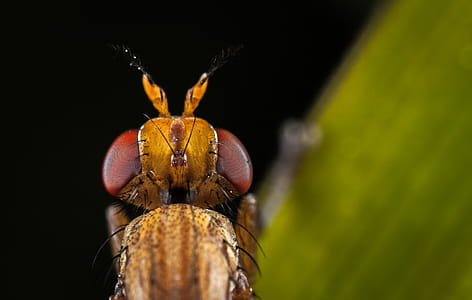 Macro Photography of Brown Insect thumbnail