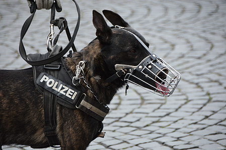 Dutch shepherd with dog muzzle and harness thumbnail