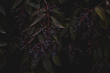 black berries on tree thumbnail