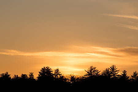 Silhouette Trees During Dusk thumbnail