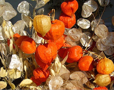 physalis plant thumbnail