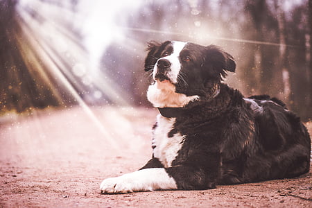 shallow focus photography of black and white dog laying on ground with sunshine effect thumbnail