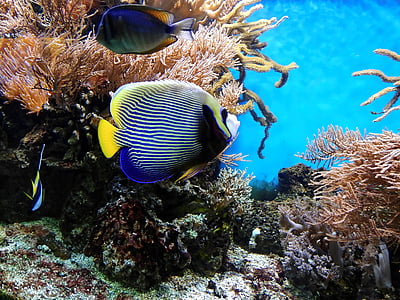 blue tang beside corals thumbnail