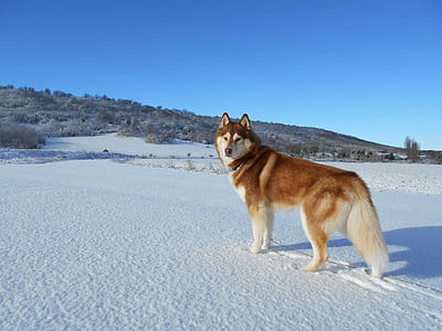 brown and white Siberian Husky on snow thumbnail
