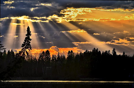 silhouette of pine trees under orange sunset thumbnail